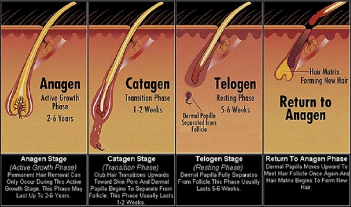 Hair growth phases